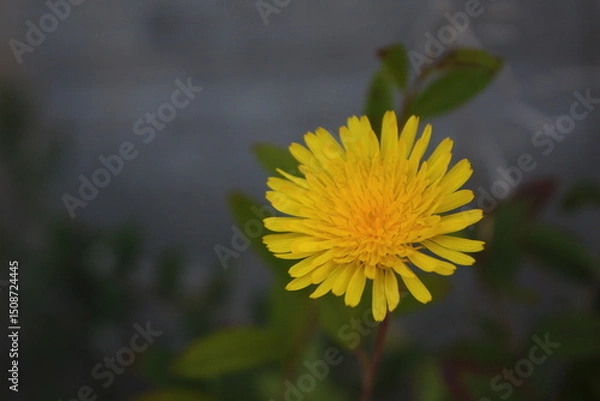 Obraz A vibrant yellow dandelion in full bloom captured in a close-up shot