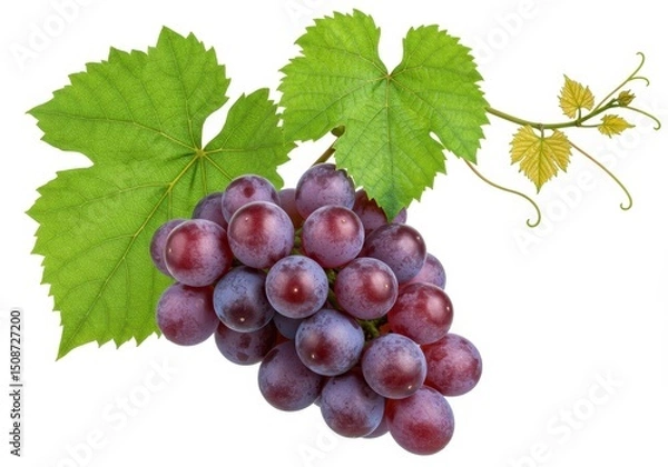 Fototapeta Bunch of red grapes with leaves isolated on white background, close up
