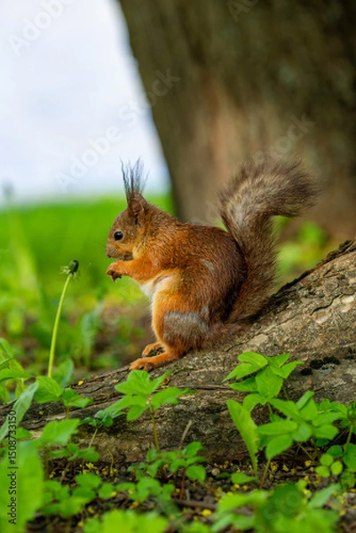 Fototapeta A cute squirrel is having a nut for lunch in the park.