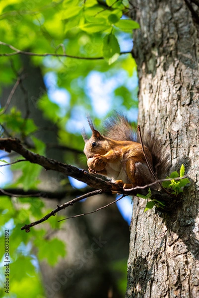 Fototapeta A cute squirrel is having a nut for lunch in the park.