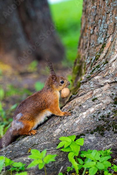 Fototapeta A cute squirrel is having a nut for lunch in the park.