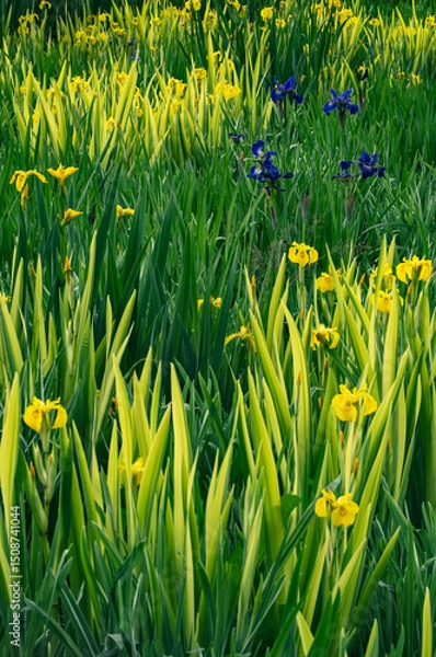 Obraz Elegant Irises: A Springtime Floral Display