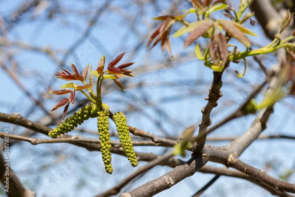 Fototapeta Walnut flowering on tree branches