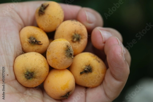 Obraz A hand gently cradling a handful of ripe, golden loquats
