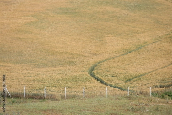 Obraz yellowing wheat field in the late spring