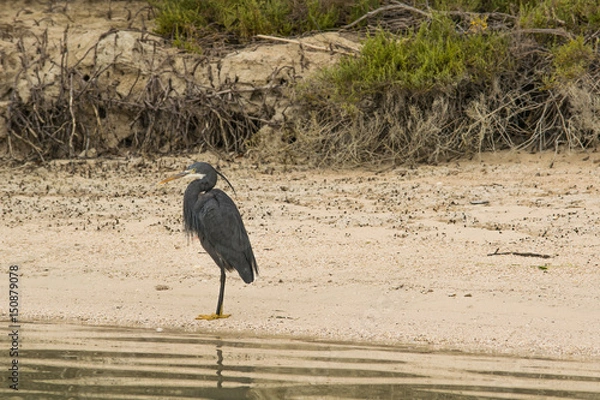 Obraz Grey Heron Chilling