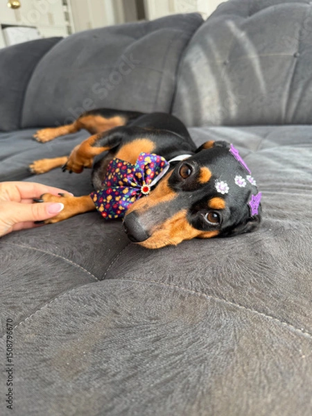 Fototapeta cachorro fofo duchshund deitado no sofá 