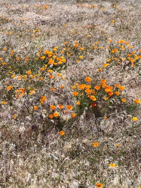 Obraz an open field of a landscape full of California poppy plants and flowers