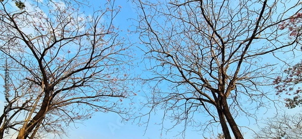 Obraz Leafless tree branches against sky background. Pink Trumpet Tree with all its leaves lost leaving only pink trumpet-shaped flowers. View from under tree. Pink Trumpet shrub blooms on tree in morning. 