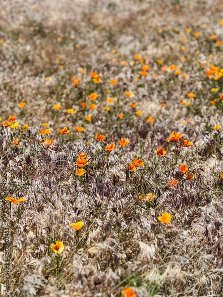 Fototapeta an open field of a landscape full of California poppy plants and flowers