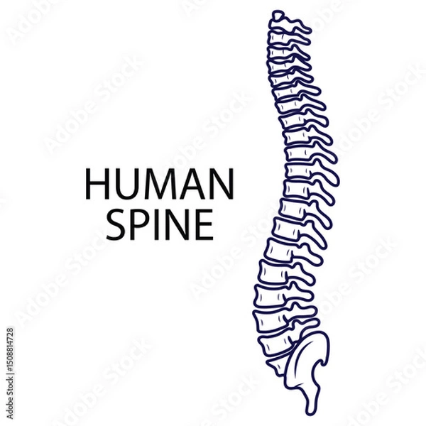 Fototapeta Human spine on white background in vector line style. Vector illustration on the theme of human anatomy, for specialized universities