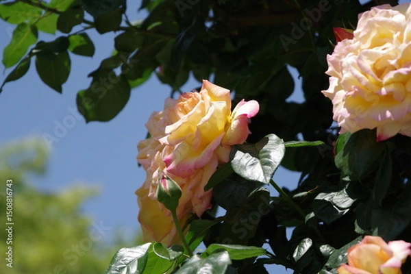 Obraz 鶴舞公園
