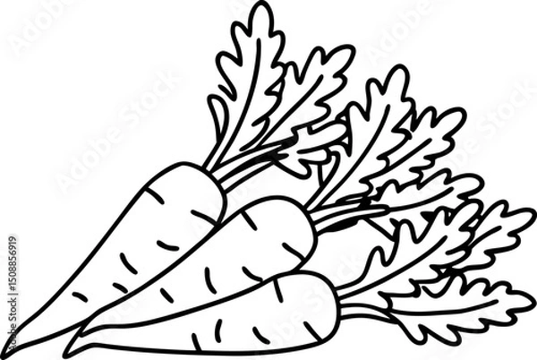 Obraz Black and white illustration of three carrots with leaves vegetable outline for coloring and design