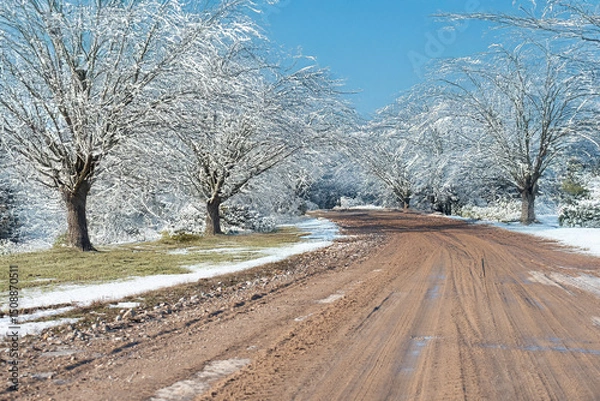 Fototapeta A muddy road stretches between rows of leafless trees covered in snow, creating a peaceful winter scene under a soft, overcast sky.