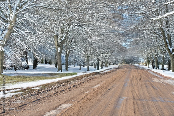 Fototapeta A muddy road stretches between rows of leafless trees covered in snow, creating a peaceful winter scene under a soft, overcast sky.