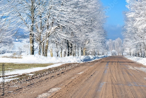 Fototapeta A muddy road stretches between rows of leafless trees covered in snow, creating a peaceful winter scene under a soft, overcast sky.