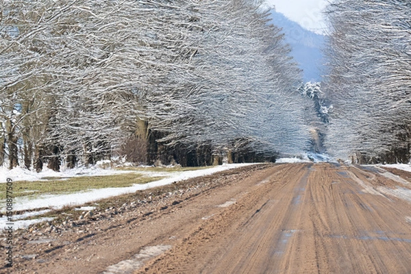 Fototapeta A muddy road stretches between rows of leafless trees covered in snow, creating a peaceful winter scene under a soft, overcast sky.