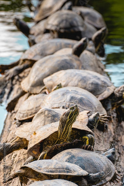 Fototapeta A group of Turtles on a tree in the lake, in the horto florestal Park in Sao Paulo, Brazil