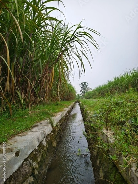 Fototapeta irrigation in sugarcane fields