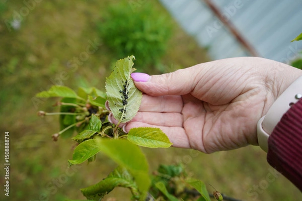 Fototapeta Cherry tree leaves are infested with black bean aphids, causing concern for garden pests.