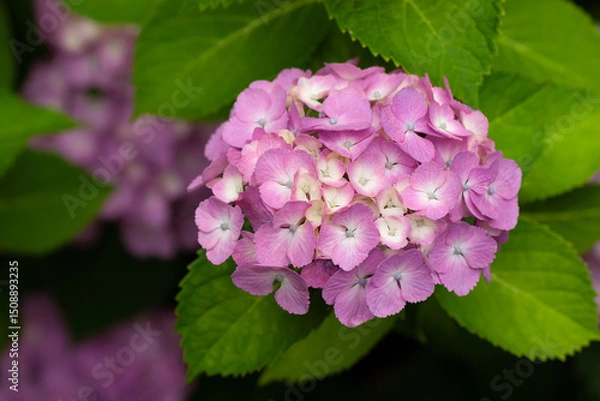 Obraz ピンクのアジサイ