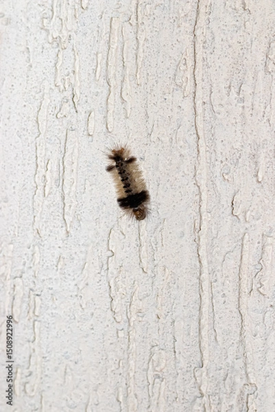 Obraz caterpillar on a wall