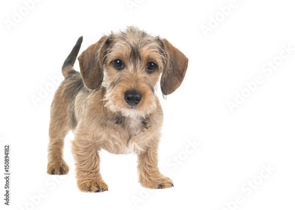 Fototapeta Young wirehaired dachshund standing looking at the camera with waging tail isolated on a white background