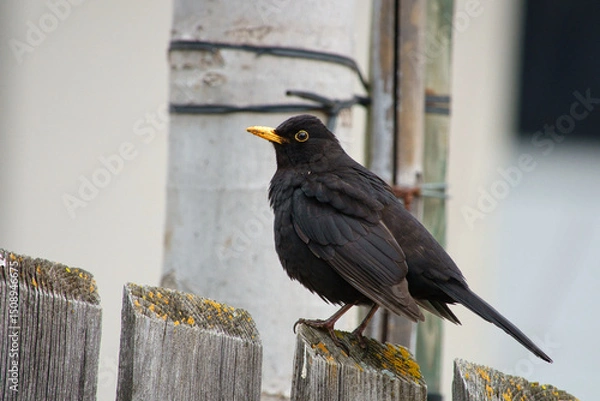Fototapeta Eine männliche Amsel in Nahansicht auf einem Holzzaun