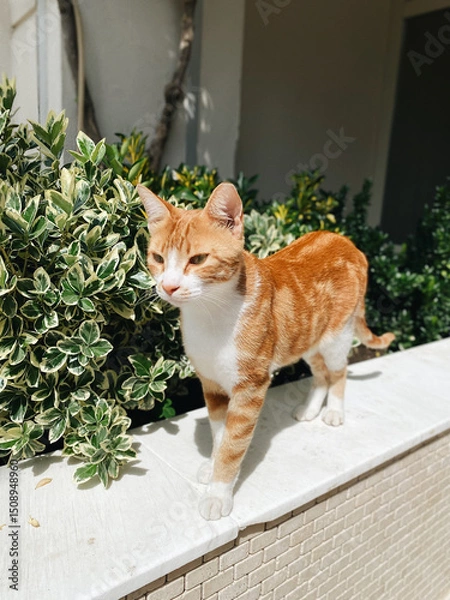 Fototapeta Ginger and white cat standing alert on a stone ledge in bright sunlight, surrounded by green foliage near a building wall, vertical