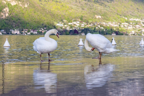 Obraz swans in the water
