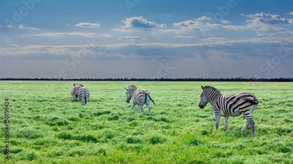 Fototapeta Wild zebras in green grass field with dark cloudy sky