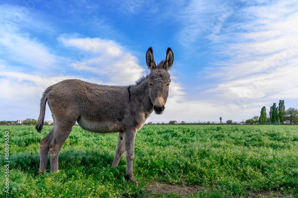 Fototapeta Piękny osioł w zielonym polu z pochmurnego nieba
