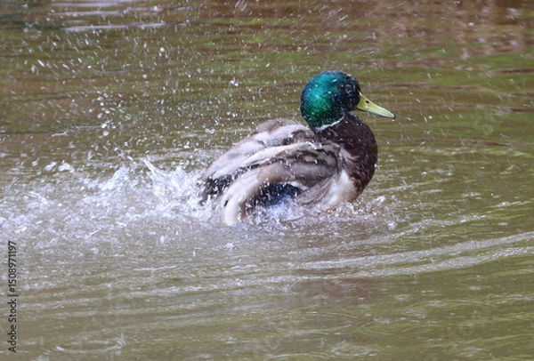 Fototapeta A wild drake splashes and swims in the river
