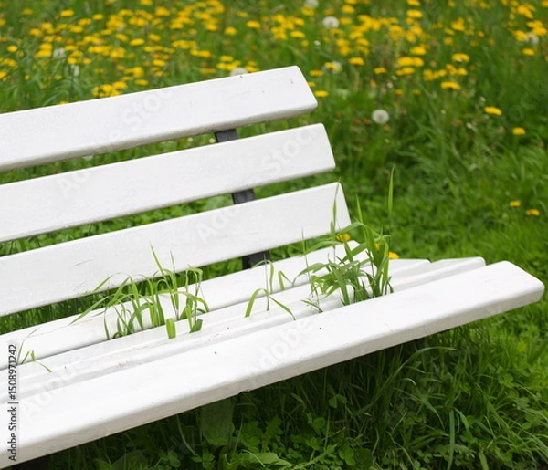 Fototapeta A green grass grows through the cracks between the boards of a white wooden park bench