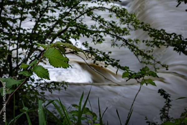 Obraz Fresh forest leaves contrasting against energetic flow of fast-moving river.