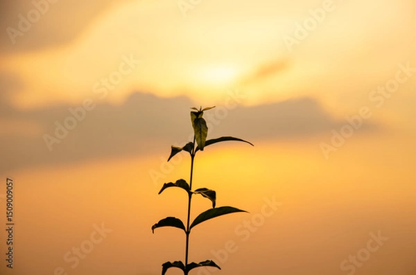 Obraz Trees with orange sunset backdrop