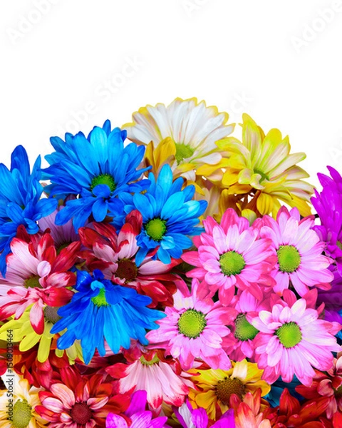 Obraz Colorful bouquet of daisies spring flowers white background copy space