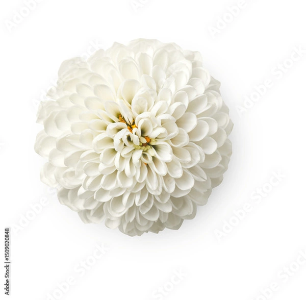 Fototapeta chrysanthemum with shadow isolated on transparent background