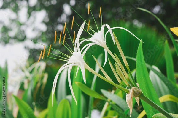 Fototapeta close-up of a white spider lily flower.The flower has long, slender,white petals that curve gracefully outward,and several orange-tipped stamens protruding from the center. The background is blurred