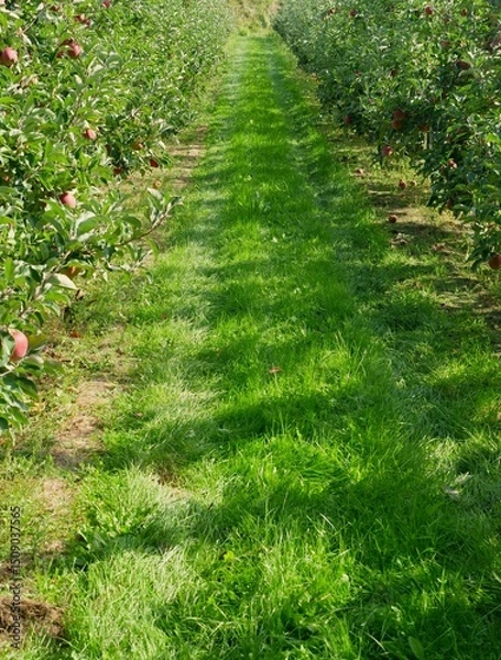 Fototapeta With grass overgrown agricultural transport and farm paths, leads through an apple plantation, the trees bear fruit and are ready for harvesting. The tribes are tied to posts.