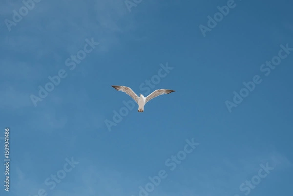 Fototapeta "Seagull Flying in the Silence of the Sky"
