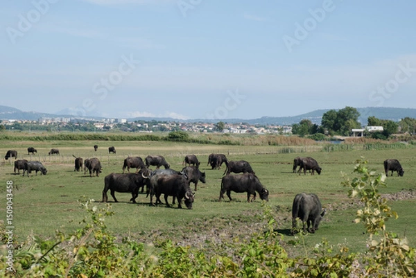 Fototapeta Landscape with grazing buffaloes. The serene atmosphere, a suggestive and harmonious natural scenery, typical of the Mediterranean countryside.	