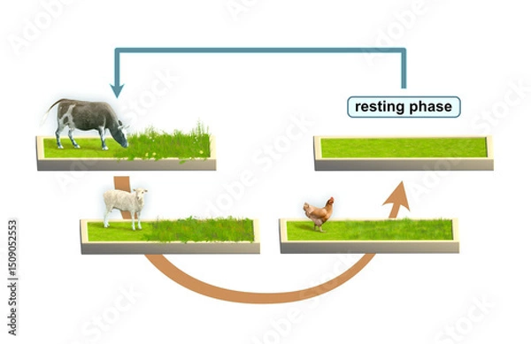 Fototapeta Multi species rotational grazing