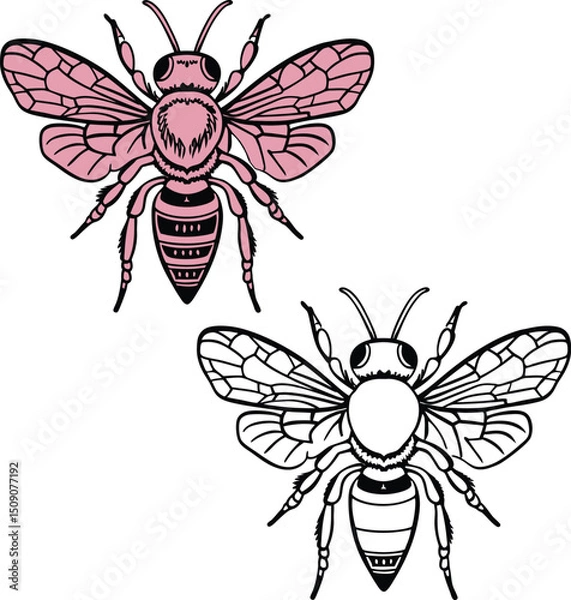 Fototapeta vector illustration of a black spider