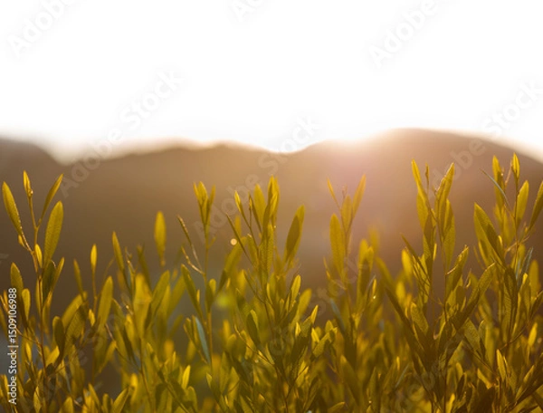 Obraz Natures Early Light over Fields