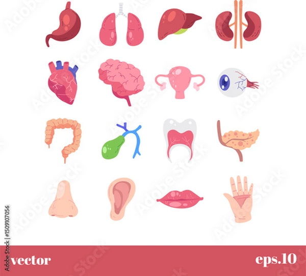 Obraz Human body organs illustration