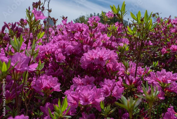 Fototapeta Blooming Pink Azaleas Vibrant and Lively Representing Spring in Seoul, South Korea Garden Nature Scene