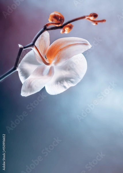 Obraz Elegant Orchid Blossom featuring Delicate Petals