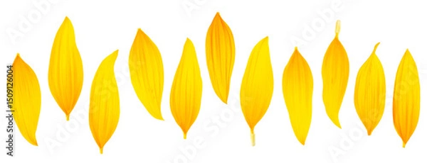 Fototapeta Collection of fresh sunflower petals isolated on a white background, top view. Flat lay.