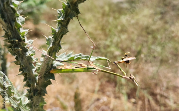 Fototapeta A green mantis, perfectly camouflaged on a kangal flower, patiently waits for its reward—snatching a wild wasp for lunch in nature’s delicate yet ruthless balance.